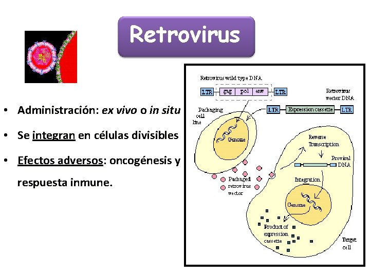 Retrovirus • Administración: ex vivo o in situ • Se integran en células divisibles