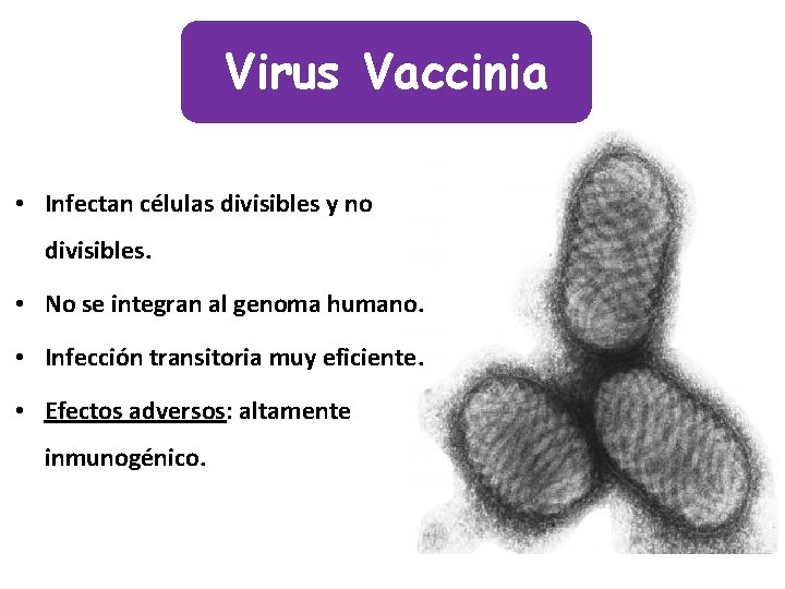 Virus Vaccinia • Infectan células divisibles y no divisibles. • No se integran al