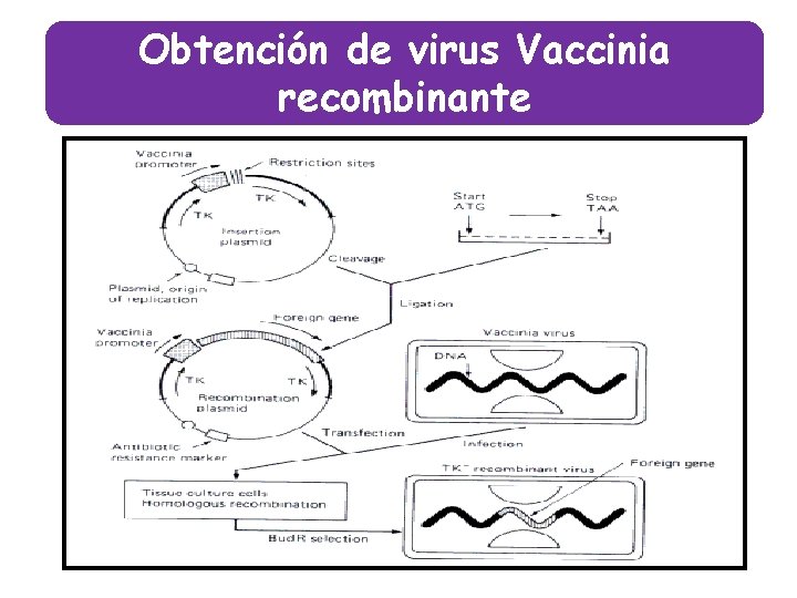 Obtención de virus Vaccinia recombinante 