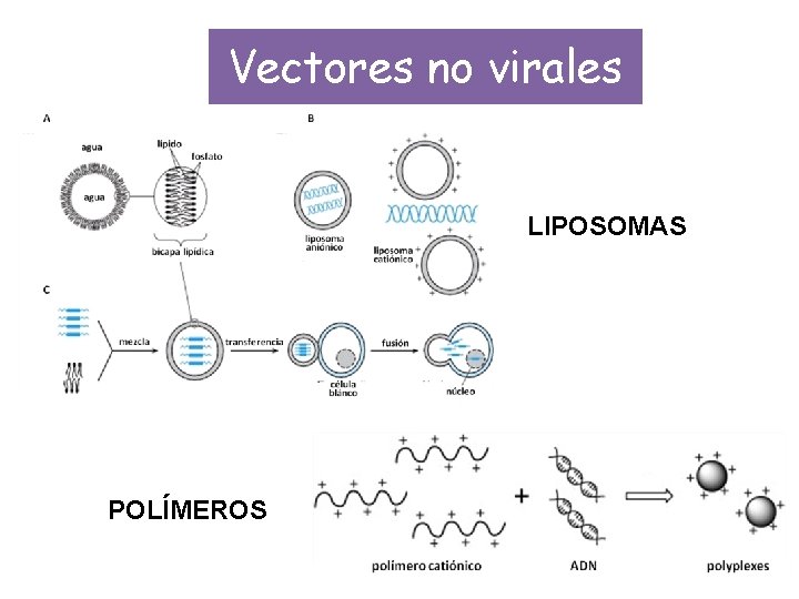 Vectores no virales LIPOSOMAS POLÍMEROS 