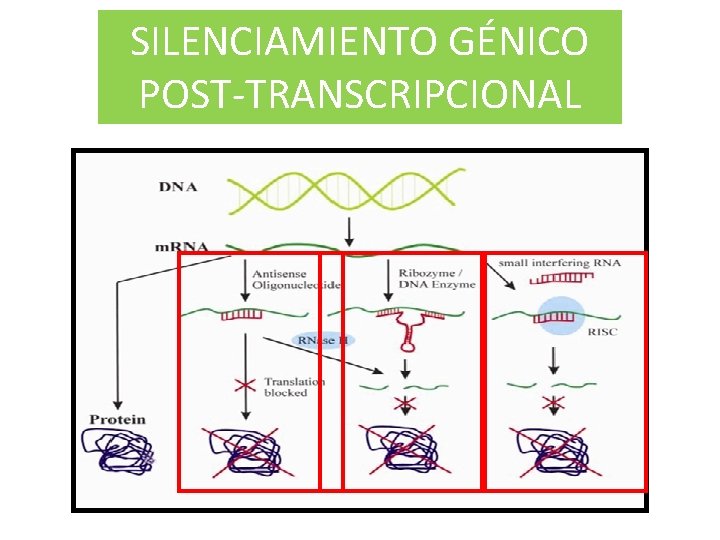SILENCIAMIENTO GÉNICO POST-TRANSCRIPCIONAL 