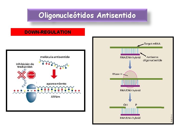 Oligonucleótidos Antisentido DOWN-REGULATION 
