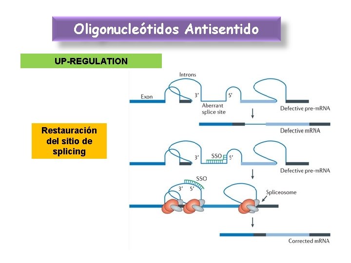 Oligonucleótidos Antisentido UP-REGULATION Restauración del sitio de splicing 