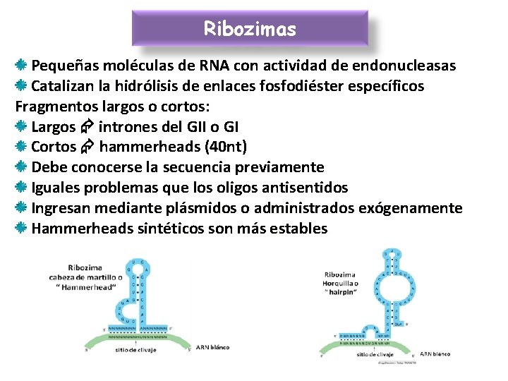 Ribozimas Pequeñas moléculas de RNA con actividad de endonucleasas Catalizan la hidrólisis de enlaces