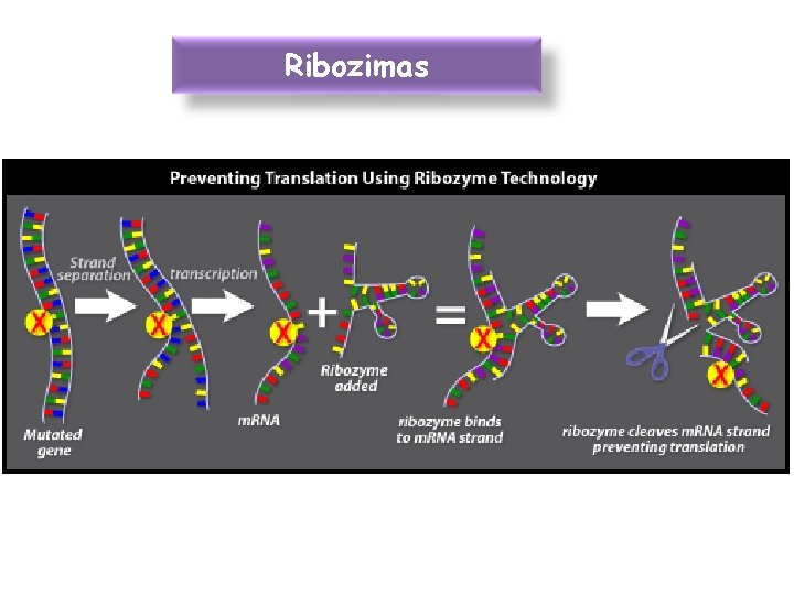 Ribozimas 