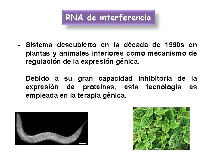 RNA de interferencia - Sistema descubierto en la década de 1990 s en plantas