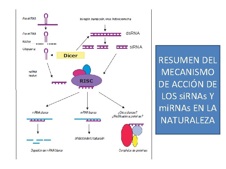 ds. RNA si. RNA RESUMEN DEL MECANISMO DE ACCIÓN DE LOS si. RNAs Y