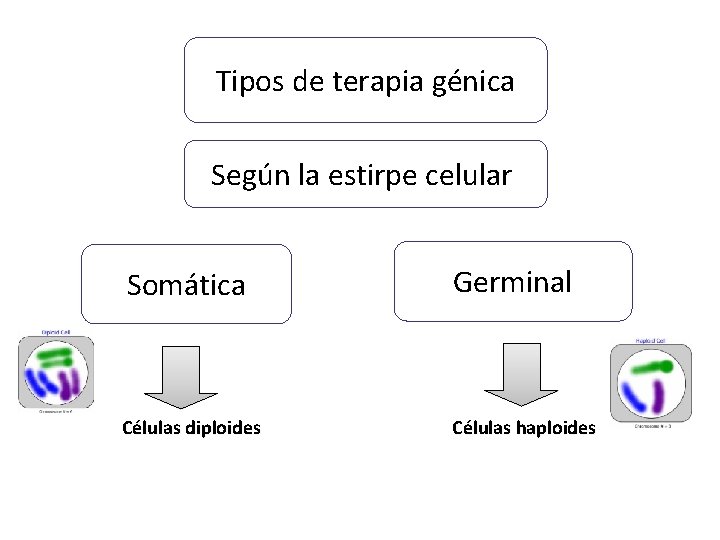 Tipos de terapia génica Según la estirpe celular Somática Germinal Células diploides Células haploides