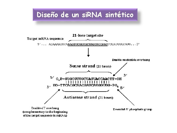 Diseño de un si. RNA sintético 