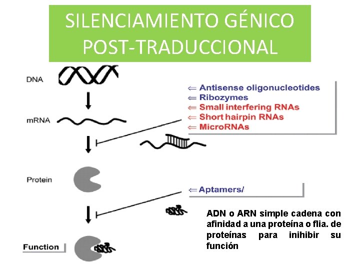 SILENCIAMIENTO GÉNICO POST-TRADUCCIONAL ADN o ARN simple cadena con afinidad a una proteína o