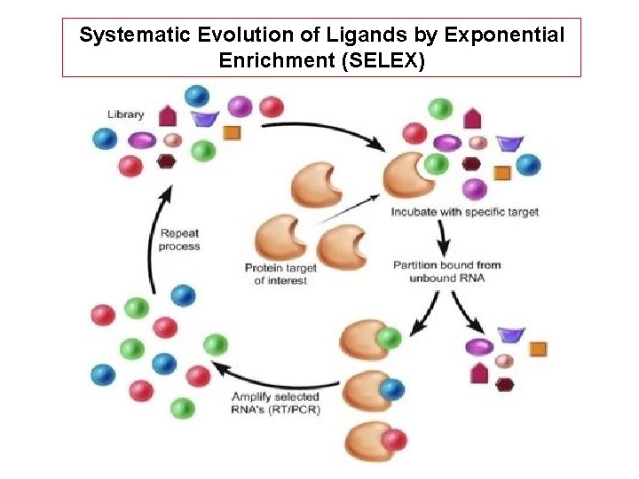 Systematic Evolution of Ligands by Exponential Enrichment (SELEX) 