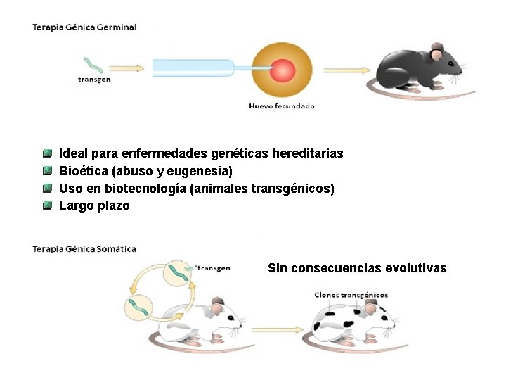 Ideal para enfermedades genéticas hereditarias Bioética (abuso y eugenesia) Uso en biotecnología (animales transgénicos)