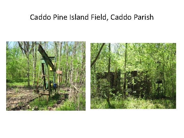 Caddo Pine Island Field, Caddo Parish 