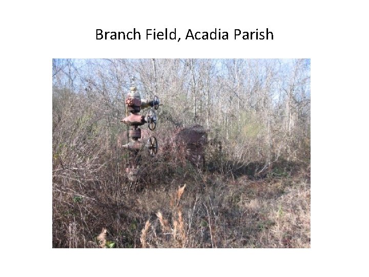 Branch Field, Acadia Parish 