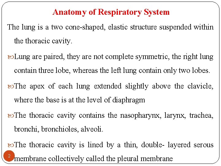 Anatomy of Respiratory System The lung is a two cone-shaped, elastic structure suspended within
