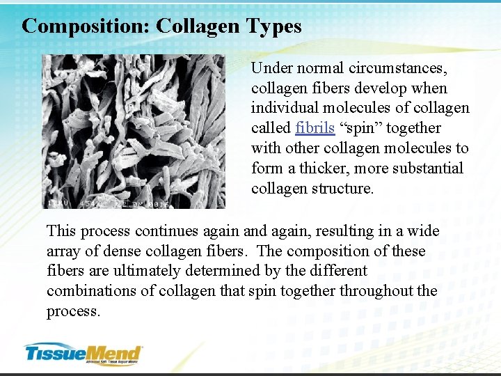 Composition: Collagen Types Under normal circumstances, collagen fibers develop when individual molecules of collagen