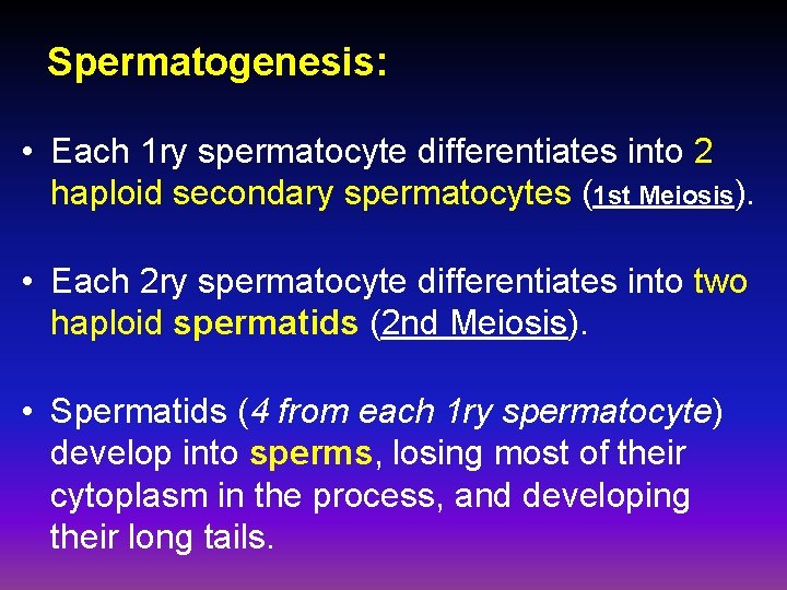 Spermatogenesis: • Each 1 ry spermatocyte differentiates into 2 haploid secondary spermatocytes (1 st