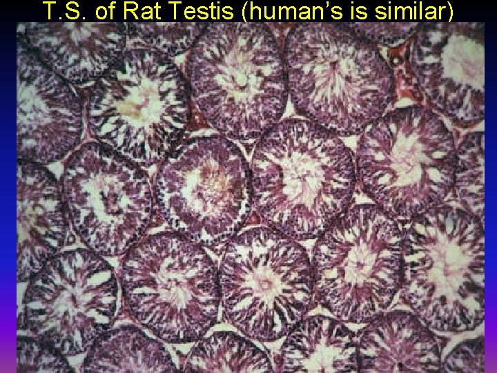 T. S. of Rat Testis (human’s is similar) 