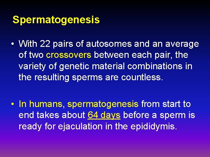 Spermatogenesis • With 22 pairs of autosomes and an average of two crossovers between