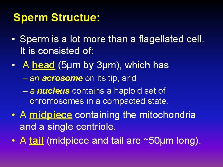 Sperm Structue: • Sperm is a lot more than a flagellated cell. It is