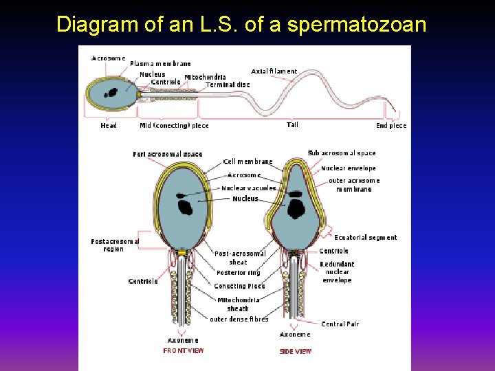 Diagram of an L. S. of a spermatozoan 