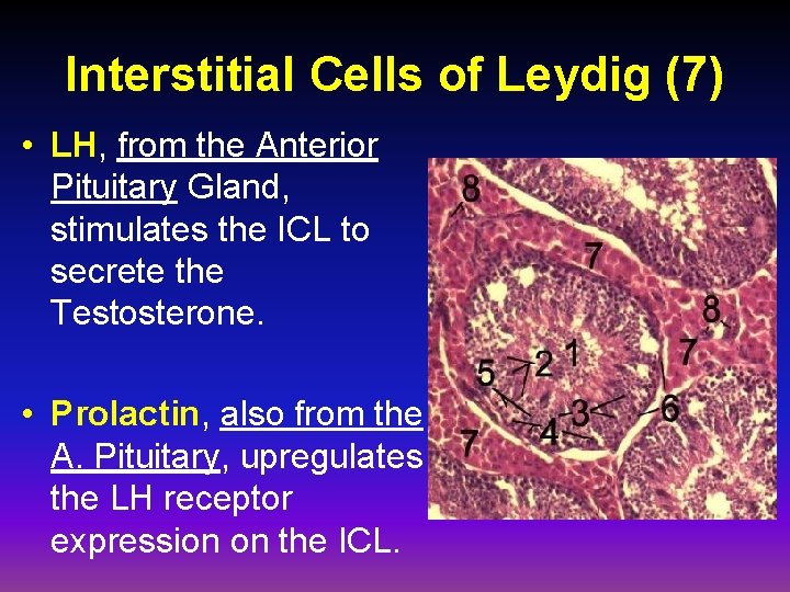 Interstitial Cells of Leydig (7) • LH, from the Anterior Pituitary Gland, stimulates the