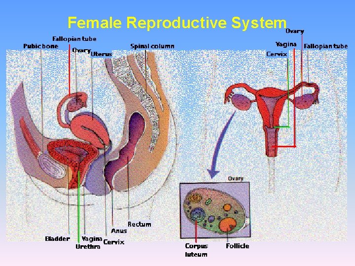 Female Reproductive System 