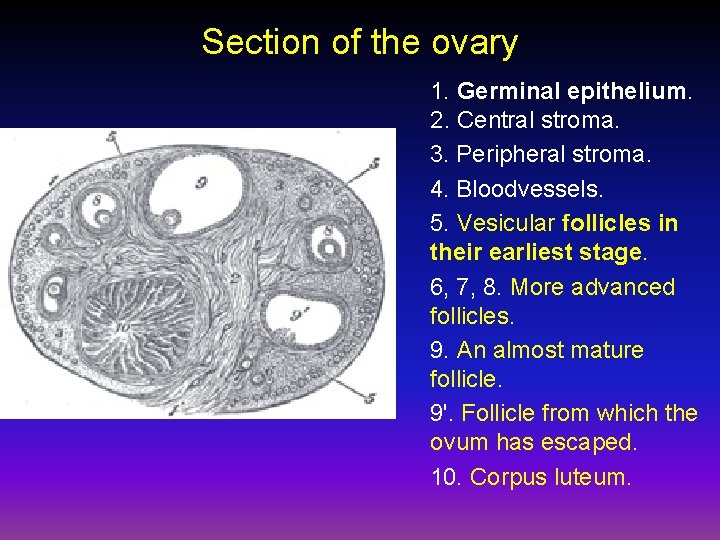 Section of the ovary 1. Germinal epithelium. 2. Central stroma. 3. Peripheral stroma. 4.