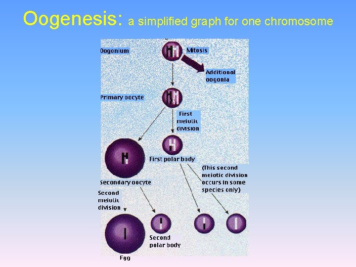 Oogenesis: a simplified graph for one chromosome 