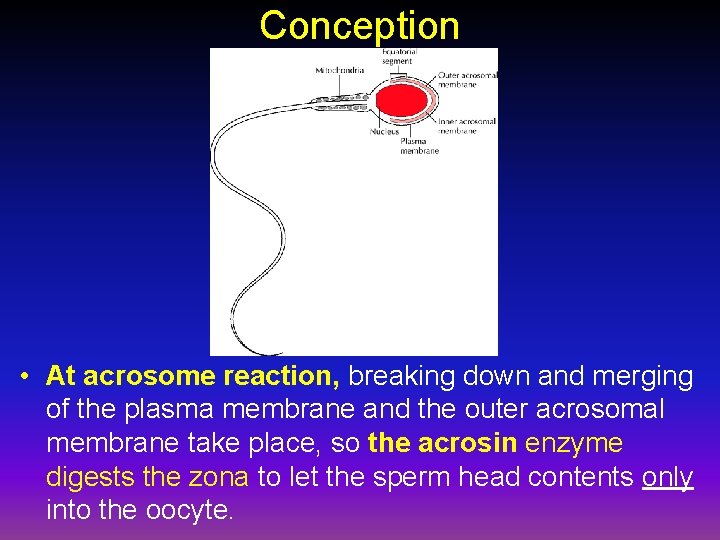 Conception • At acrosome reaction, breaking down and merging of the plasma membrane and