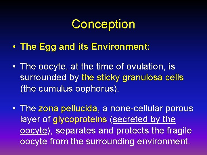 Conception • The Egg and its Environment: • The oocyte, at the time of