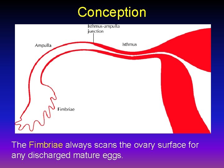Conception The Fimbriae always scans the ovary surface for any discharged mature eggs. 