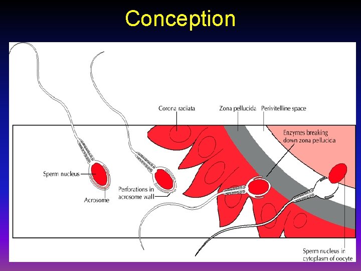 Conception 