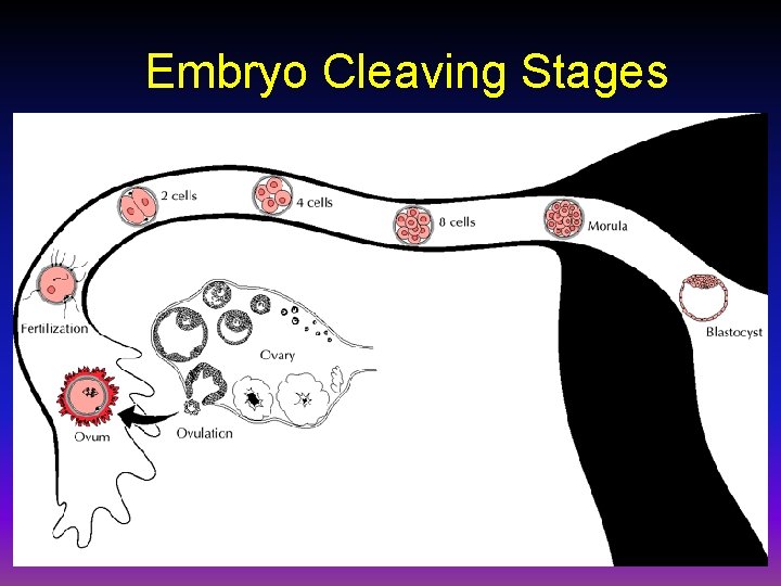 Embryo Cleaving Stages 