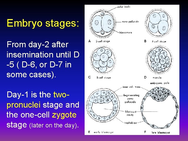 Embryo stages: From day-2 after insemination until D -5 ( D-6, or D-7 in