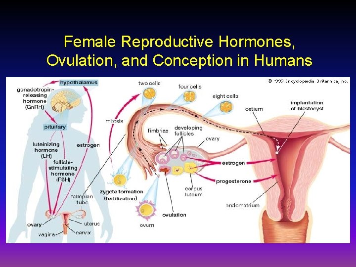 Female Reproductive Hormones, Ovulation, and Conception in Humans 