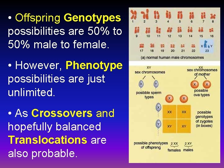  • Offspring Genotypes possibilities are 50% to 50% male to female. • However,