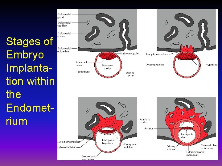 Stages of Embryo Implantation within the Endometrium 