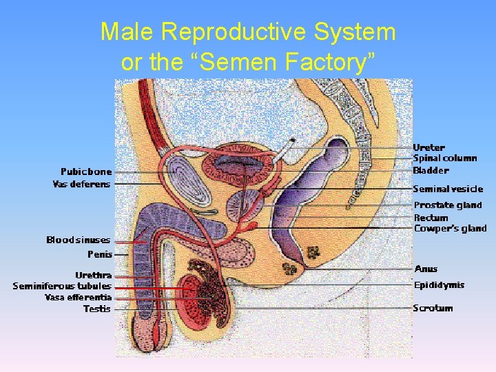 Male Reproductive System or the “Semen Factory” 