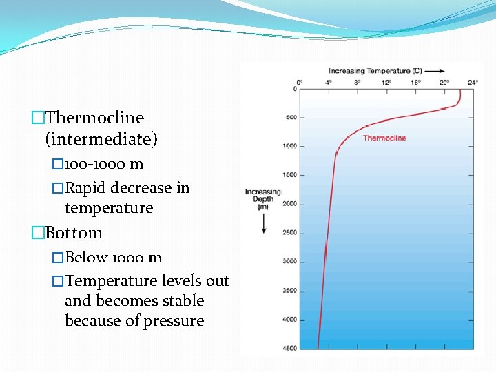 �Thermocline (intermediate) � 100 -1000 m �Rapid decrease in temperature �Bottom �Below 1000 m