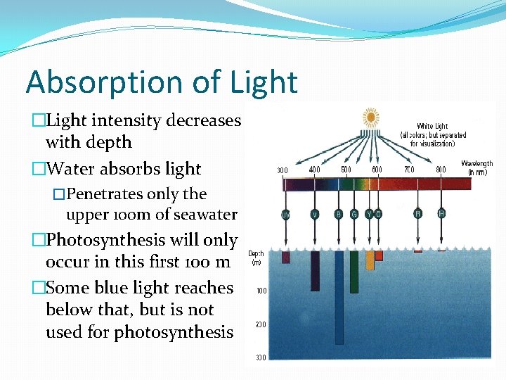 Absorption of Light �Light intensity decreases with depth �Water absorbs light �Penetrates only the