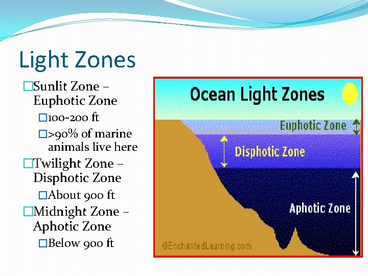 Light Zones �Sunlit Zone – Euphotic Zone � 100 -200 ft �>90% of marine