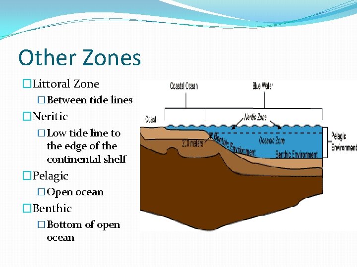 Other Zones �Littoral Zone �Between tide lines �Neritic �Low tide line to the edge