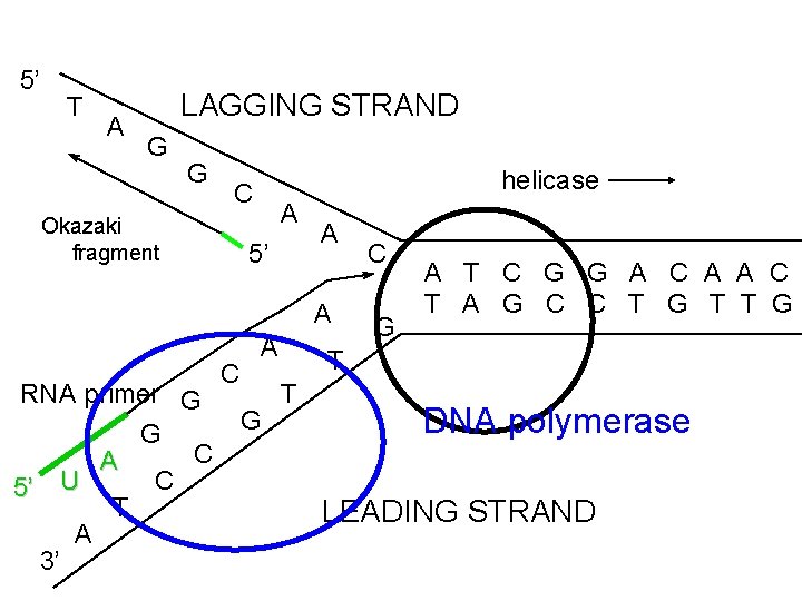 5’ T A LAGGING STRAND G G helicase C Okazaki fragment A 5’ A