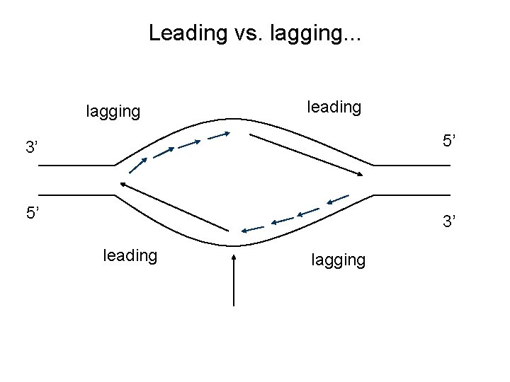 Leading vs. lagging. . . lagging leading 3’ 5’ 5’ 3’ leading lagging 
