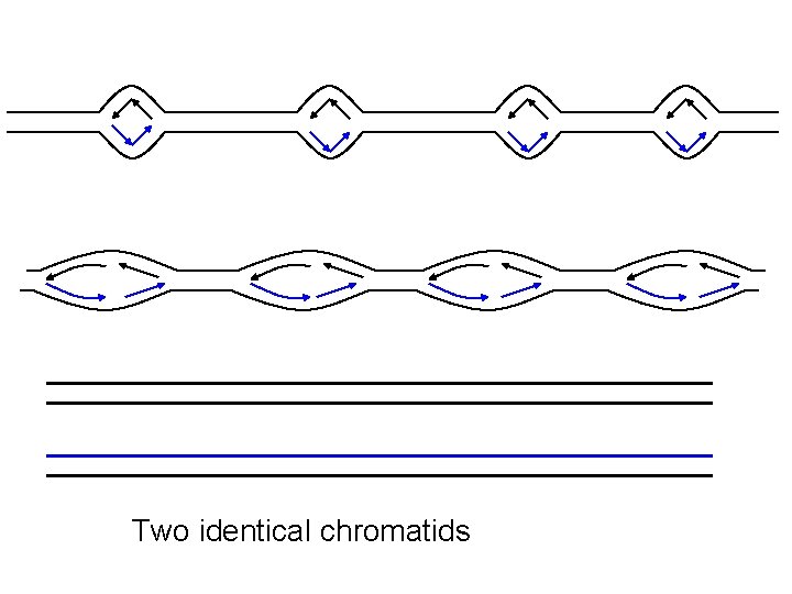 Two identical chromatids 