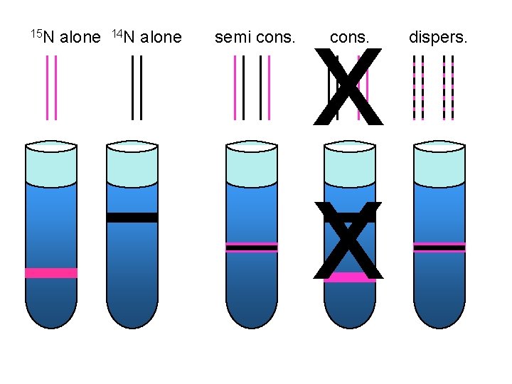 15 N alone 14 N alone semi cons. x x cons. dispers. 