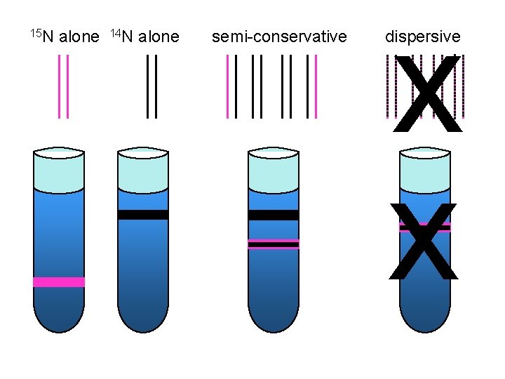 15 N alone 14 N alone semi-conservative x x dispersive 