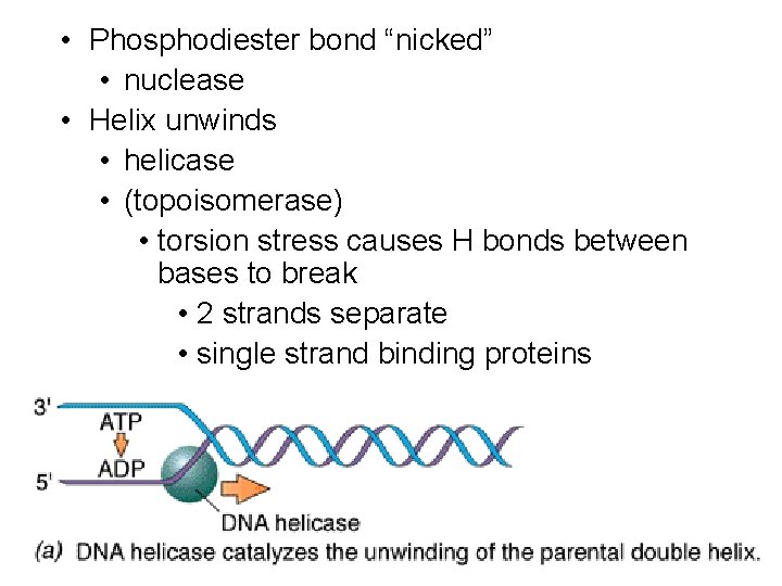  • Phosphodiester bond “nicked” • nuclease • Helix unwinds • helicase • (topoisomerase)