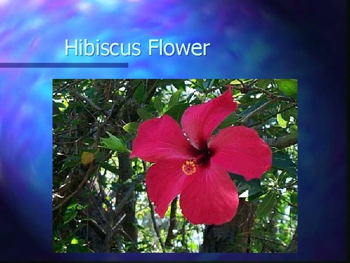 Hibiscus Flower 